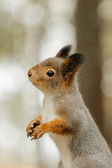Obraz premium Squirrel looks at the lens in close-up