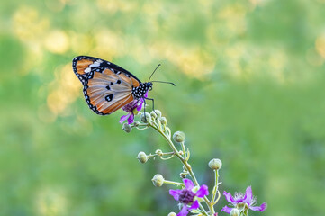 Obraz premium Sultan butterfly (Danaus chrysippus) flying in the Mugla region of Turkey