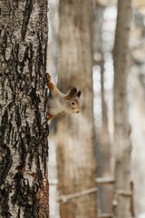 A squirrel peeks out from behind a tree