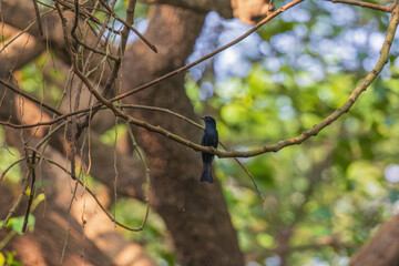 Square-tailed drongo-cuckoo (Surniculus lugubris) at Rabindra Sarabar, Kolkata, West Bengal, India