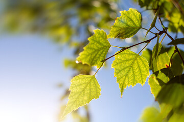 leaves on a blue background