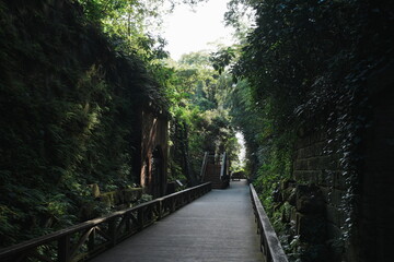 神秘的な景色の猿島の道
