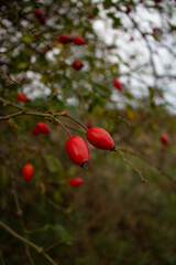 Fruits de l'églantier
