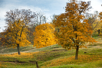 Fototapeta premium Photo with beautiful autumn background. Nature colored in yellow and with golden trees.