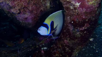 An emperor angelfish being cleaned by shrimps, Bali