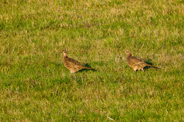 Jagdfasan Weibchen in der Abendsonne