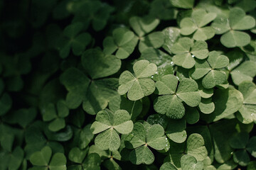 green clover leaves