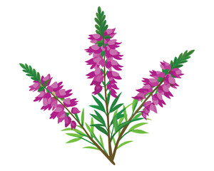 Heather flower  vector illustration on white background