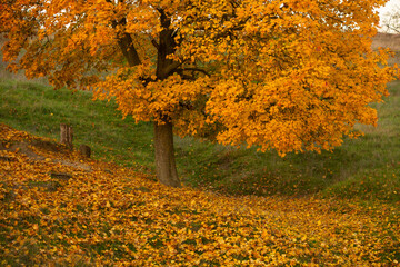 Photo with beautiful autumn background. Nature colored in yellow and with golden trees.