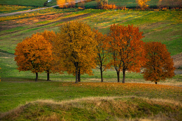 Photo with beautiful autumn background. Nature colored in yellow and with golden trees.