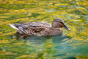 Stockente schwimmt auf dem Waser