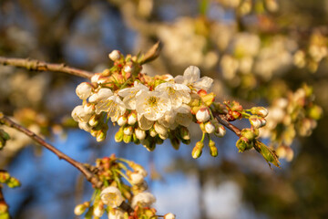 Branche de cerisier en fleurs