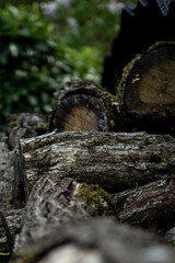 Bûches dans un jardin