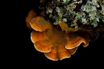 Champignon sur une bûche