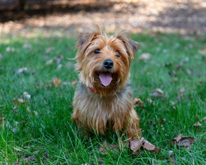 horizontal portrait of cute healthy happy young terrier in grass on autumn day