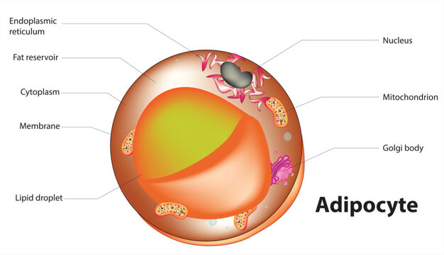 Adipocyte Cell Membrane