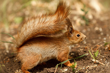 squirrel in the park