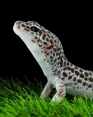 potrait leopard gecko black eyes on a black background