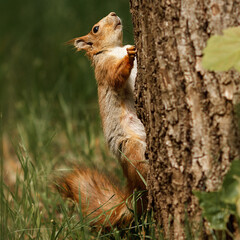 squirrel in the park