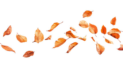 Autumn maple leaves gently falling flying isolated on transparent background
