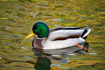 Männliche Stockente auf dem Wasser