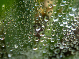 Micro dew drops hidden between grass leaves