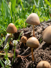 Mushroom growing over cow manure