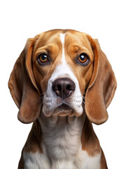 beagle dog isolated on white background, generative Ai