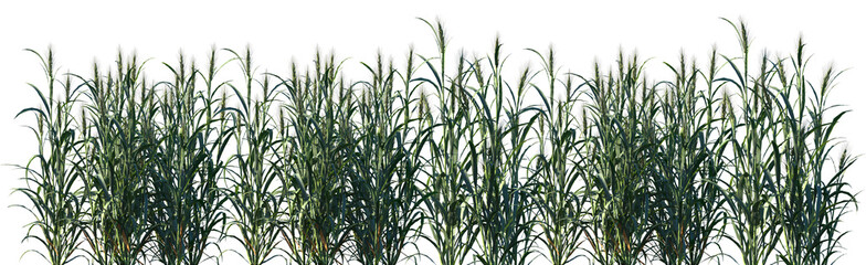 Fototapeta premium Set of Hordeum frontal isolated png on a transparent background perfectly cutout high resolution