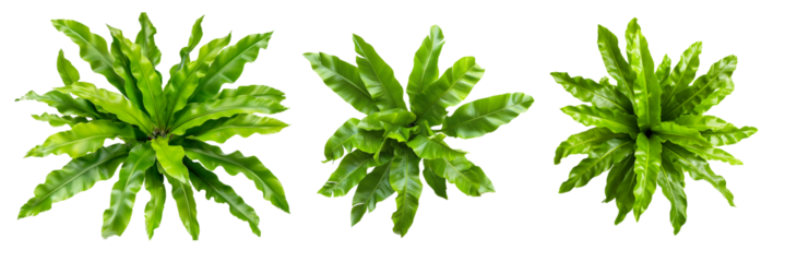 Bird's nest fern plant top view isolated on transparent background, Fresh and Vibrant Houseplant PNG