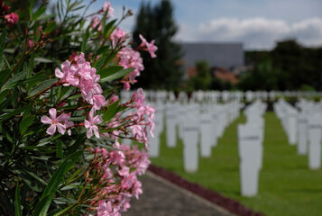 Bandung, Indonesia - January 8, 2023: Pink flower at Ereveld Pandu, one of 7 Netherlands war cemeteries in Indonesia where around 4000 war victims are buried.