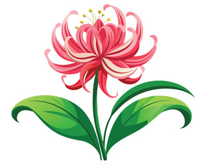 Nerine flower vector illustration on white background