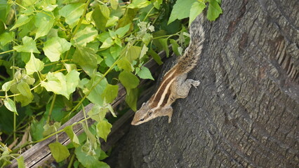 The Squirrels: Close-up of a squirrel in natural habitat, showcasing its expressive eyes, fluffy tail, and tiny paws, capturing a moment of curiosity
