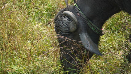 A herd of buffalo grazes peacefully in a lush green field, their dark coats contrasting against the vibrant grass, with distant trees completing the tranquil landscape.
