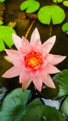 pink water lily
