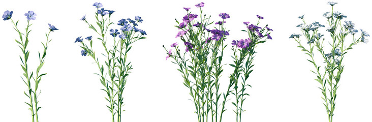 Obraz premium Set of Linum usitatissimum (Linseed flax) frontal isolated png on a transparent background perfectly cutout high resolution