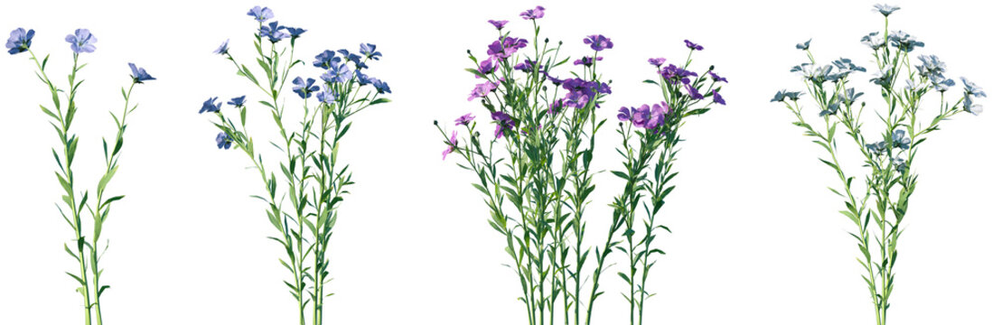 Set of Linum usitatissimum (Linseed flax) frontal isolated png on a transparent background perfectly cutout high resolution