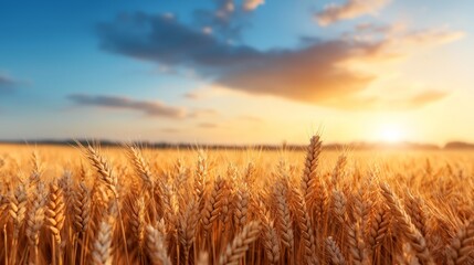 Naklejka premium Golden wheat field under a vibrant sunset sky, symbolizing abundance and growth. Ideal for themes of agriculture, nature, and harvest.