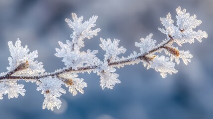 Frost Covered Branch in Winter