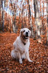 Golden retriever dog in the nature. Hiking with pet in the autumn forest. 