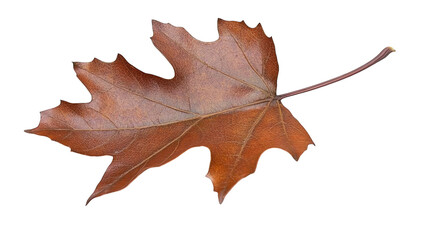 Vibrant leaf on a multicolored background, stunning display of nature's artistry, colors, and textures in botanical photography