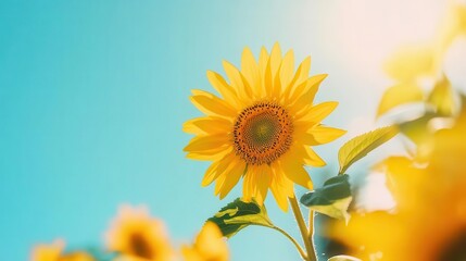 Obraz premium Beautiful yellow sunflowers standing tall against a bright, cloudless blue sky, petals illuminated by the sun Midangle shot, capturing vibrant colors and sharp details