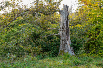 Dead tree in a group of trees in the autumn forest. Concept of death, decay, and end, but also renewal.