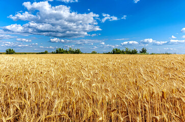wheat field and sky