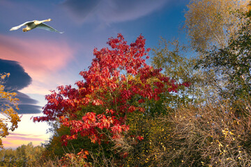 autumn landscape with trees