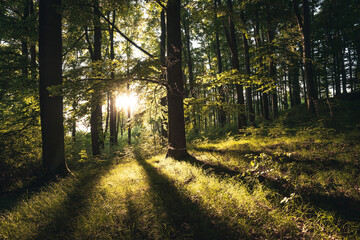 Forest landscape with sunrays shining through trees