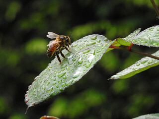 fly on leaf