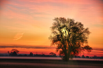 sunset in the forest