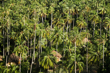 green palm trees and wooden bungalow huts, top view, background, in railay beach, thailand