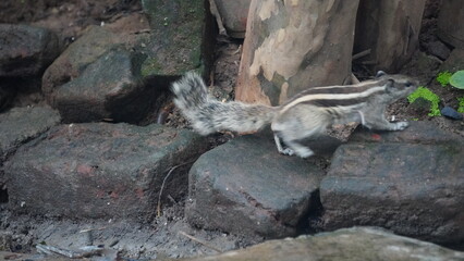 The Squirrels: Close-up of a squirrel in natural habitat, showcasing its expressive eyes, fluffy tail, and tiny paws, capturing a moment of curiosity